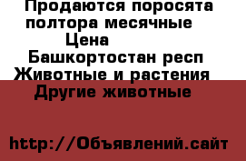 Продаются поросята полтора месячные  › Цена ­ 2 500 - Башкортостан респ. Животные и растения » Другие животные   